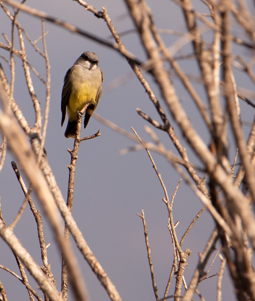 Cassin's Kingbird - ML646168735