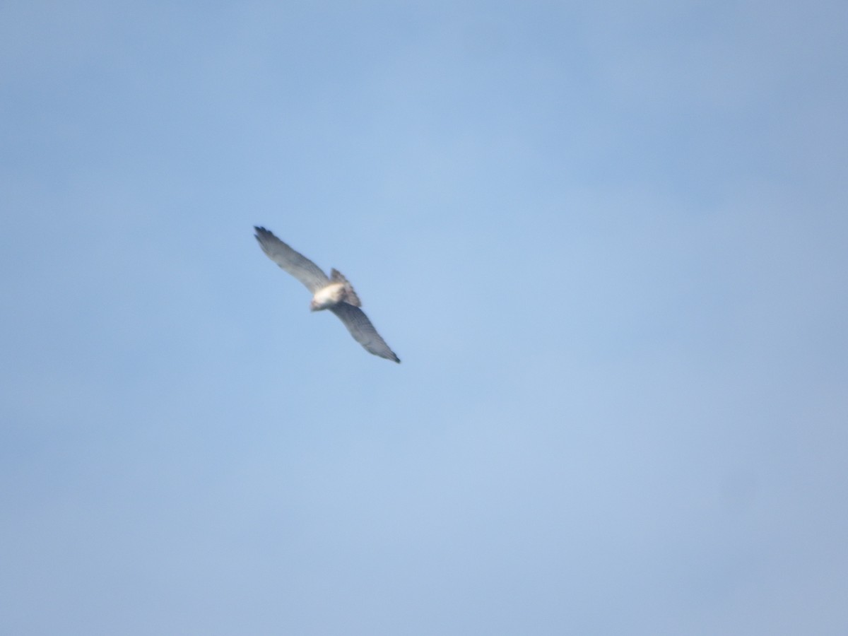 orlík krátkoprstý - ML646168739