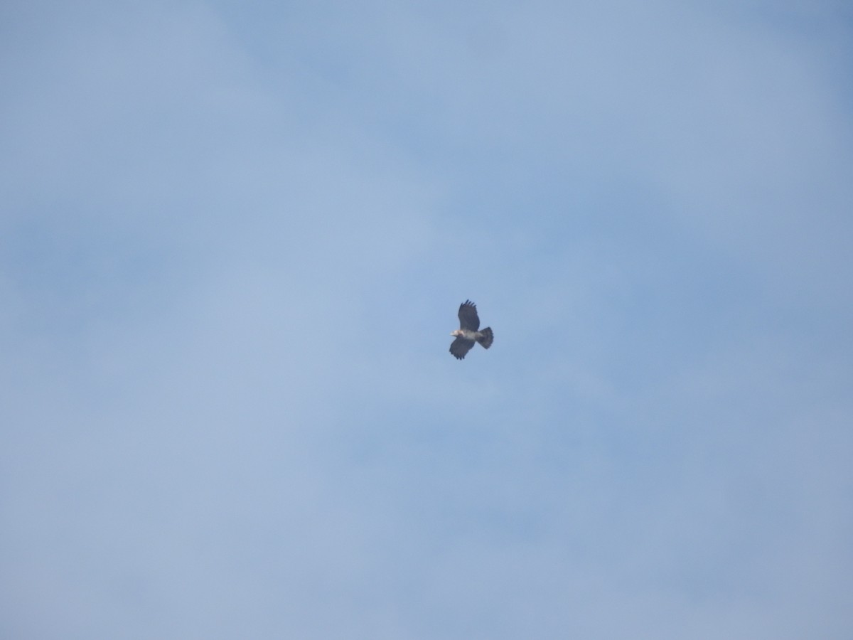 Short-toed Snake-Eagle - ML646168740