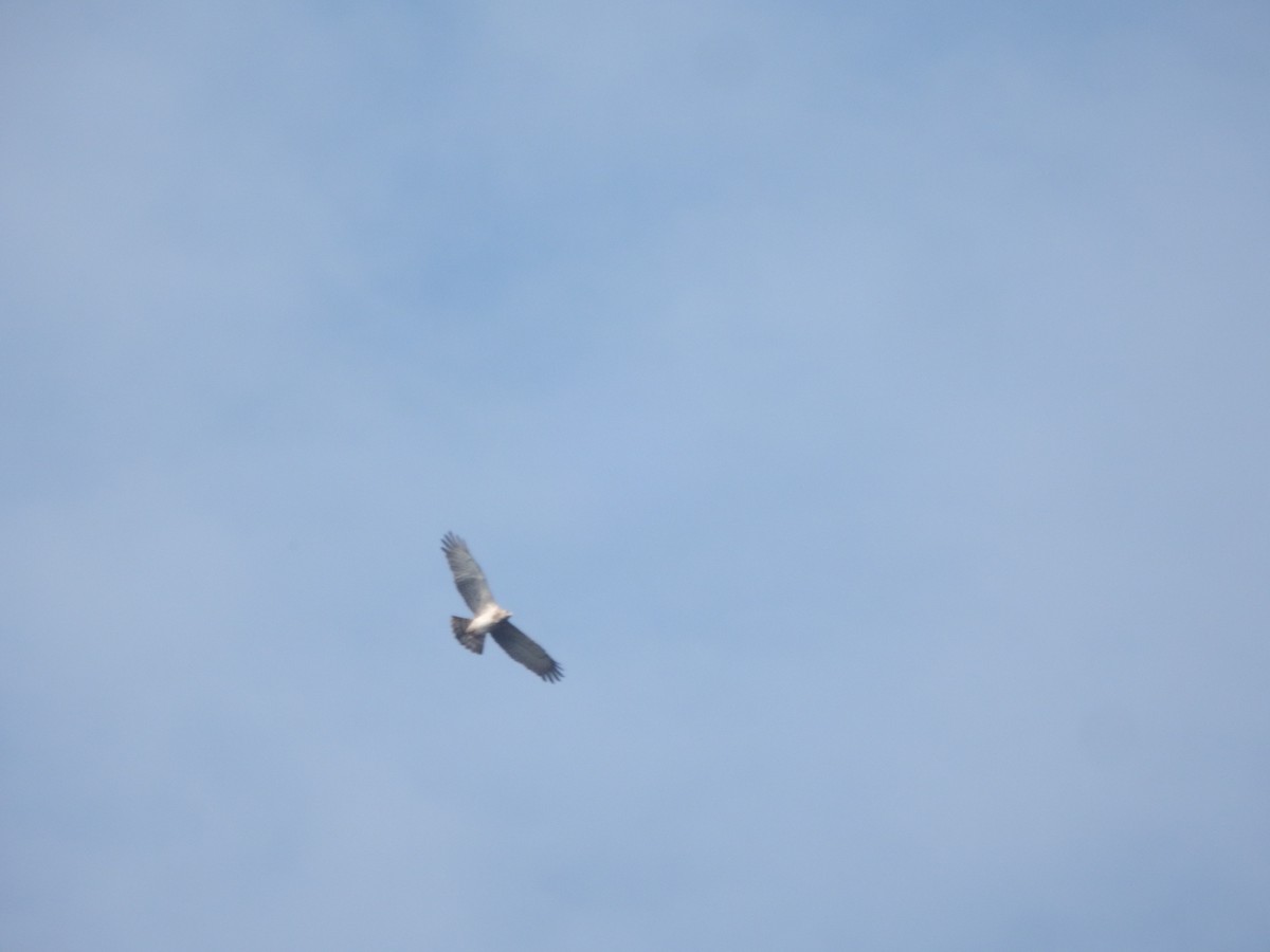 Short-toed Snake-Eagle - ML646168741