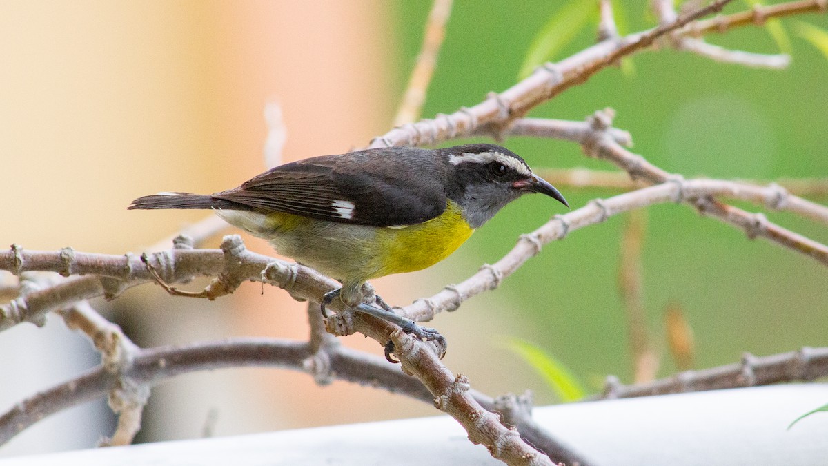 Bananaquit - ML646168742