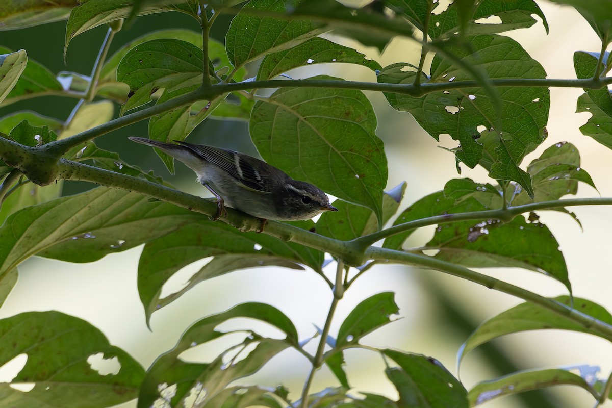 budníček pruhohlavý - ML646168743