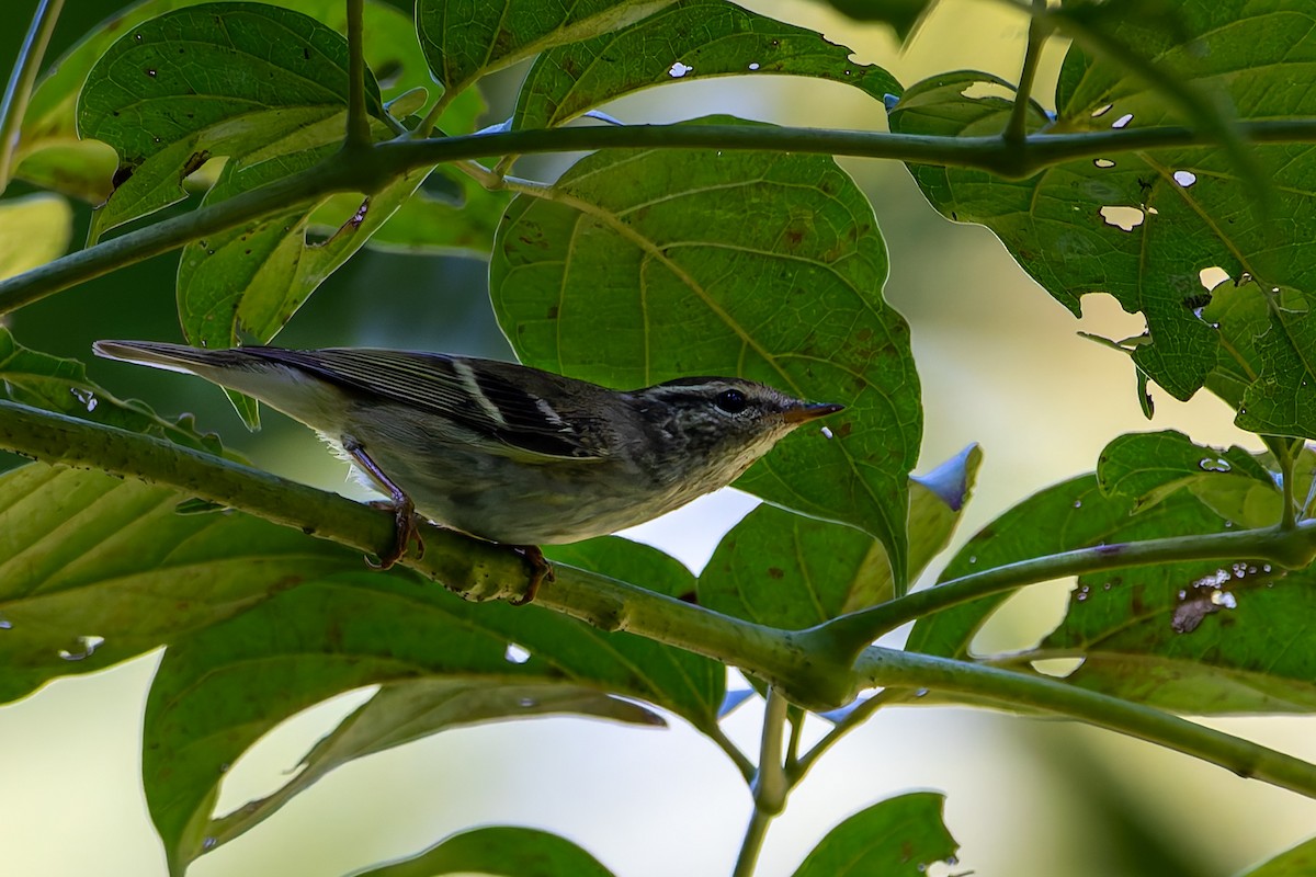 budníček pruhohlavý - ML646168744