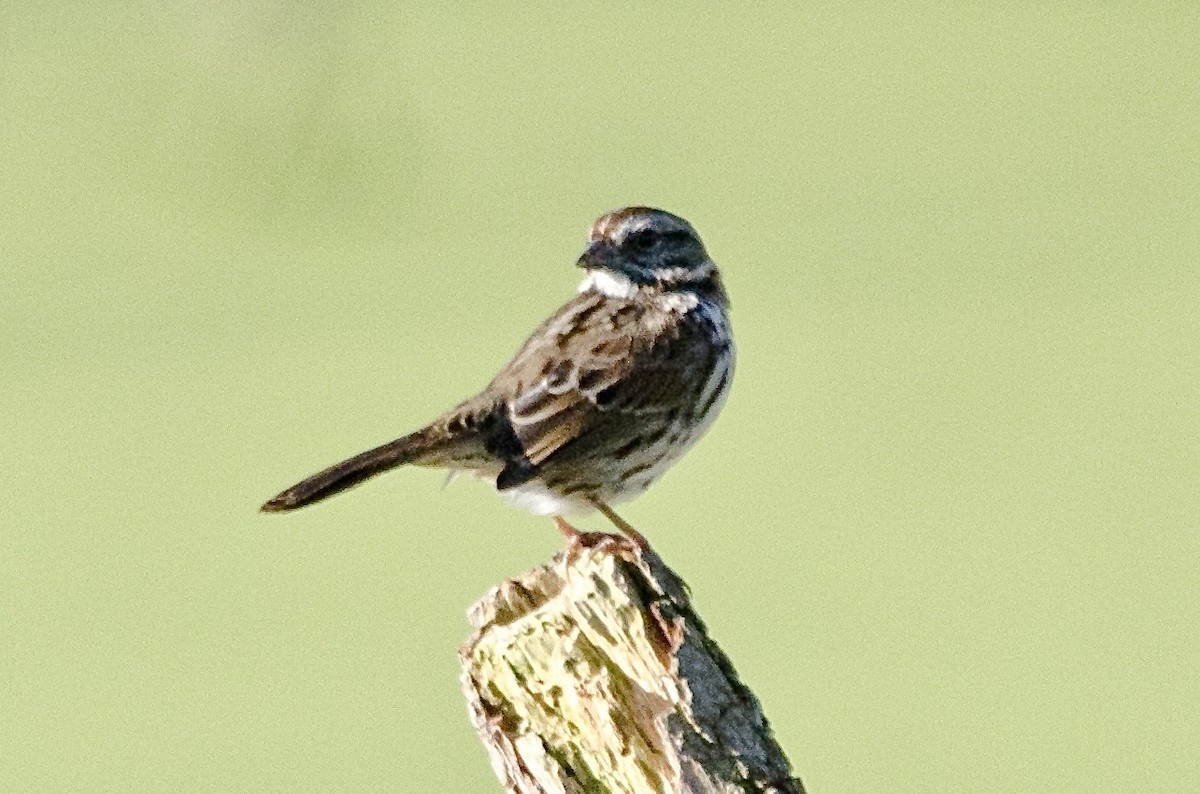 strnadec zpěvný - ML646168745