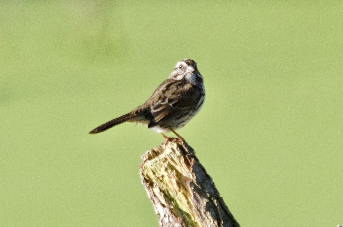 strnadec zpěvný - ML646168746