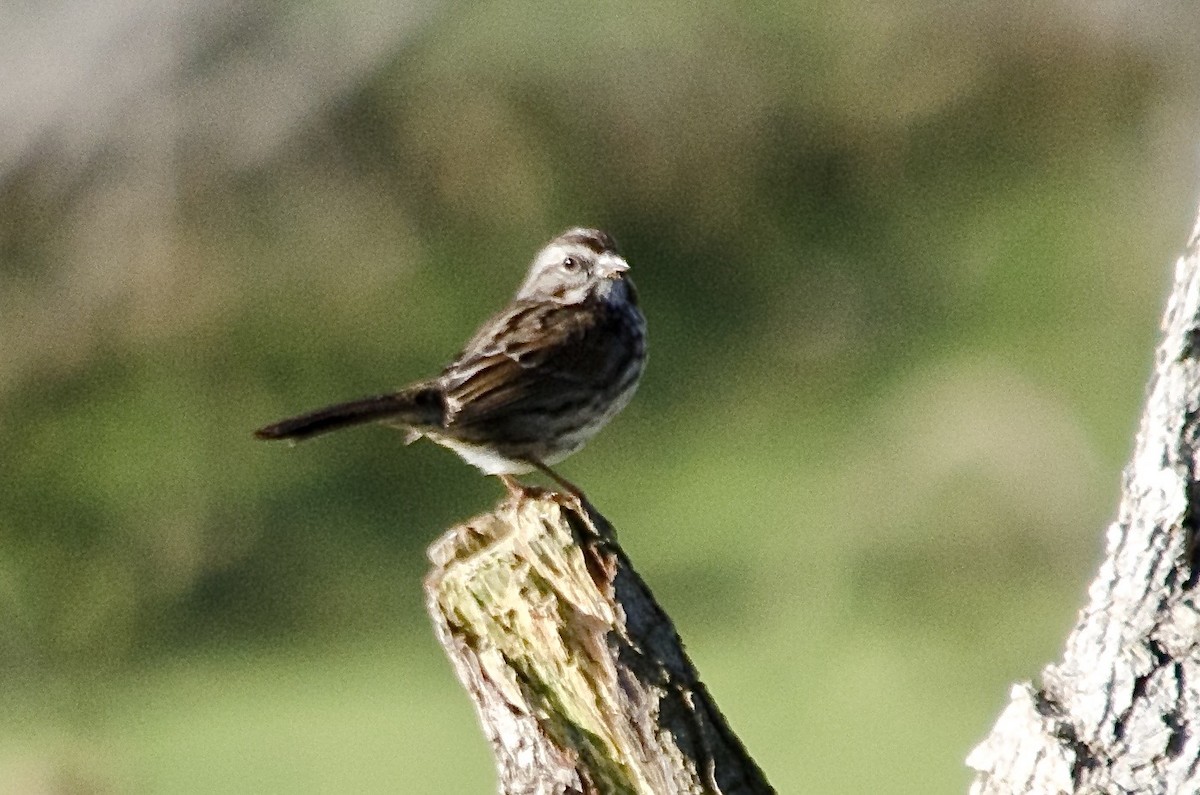 strnadec zpěvný - ML646168747