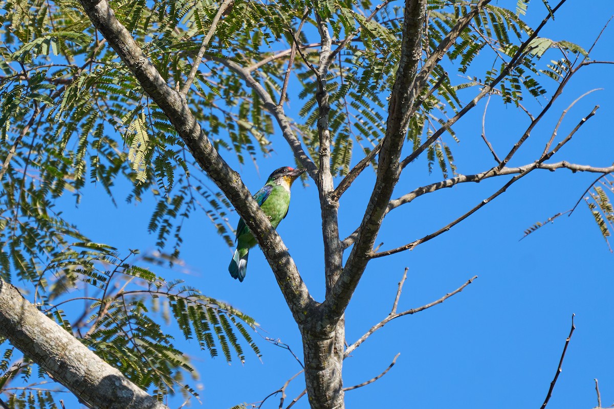 barbet žlutohrdlý - ML646168749