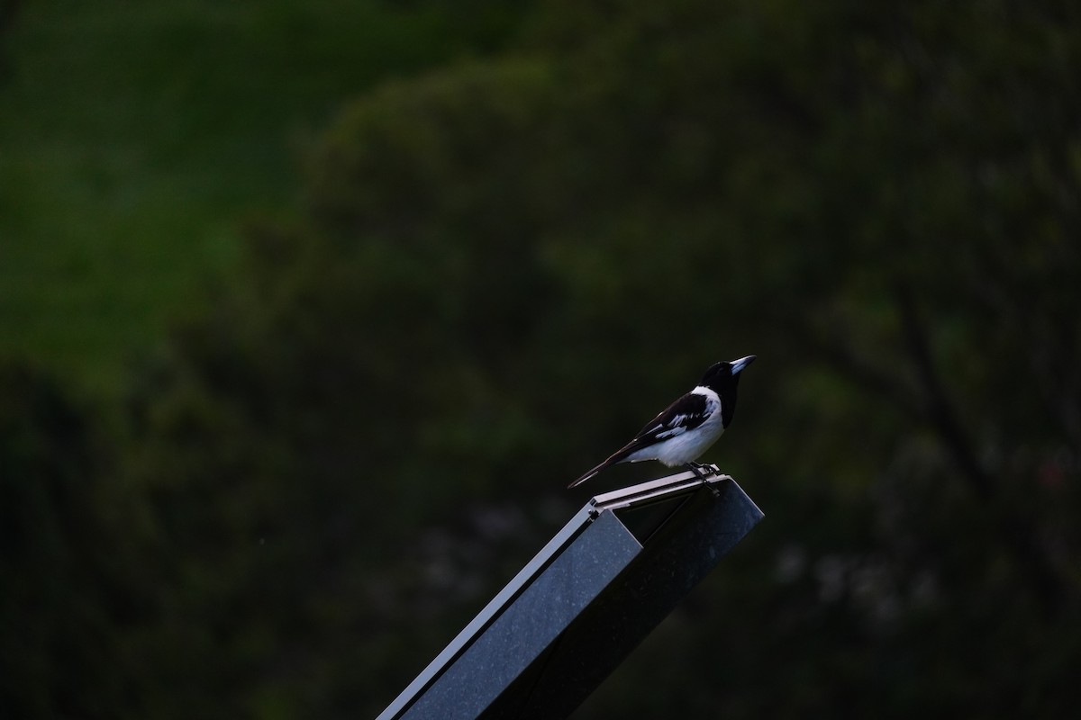 flétňák černohrdlý - ML646168750