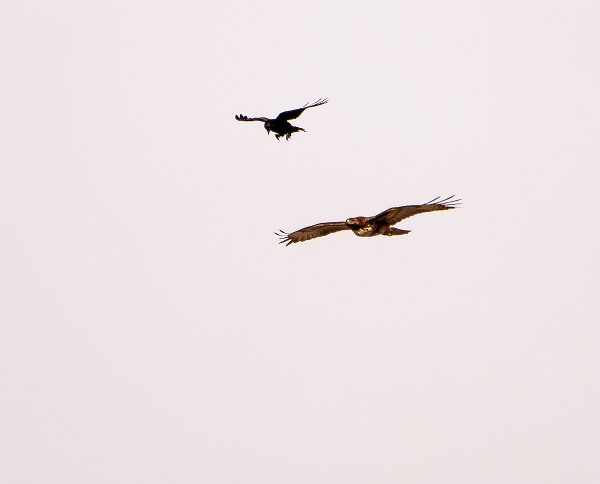 vrána americká - ML646168751