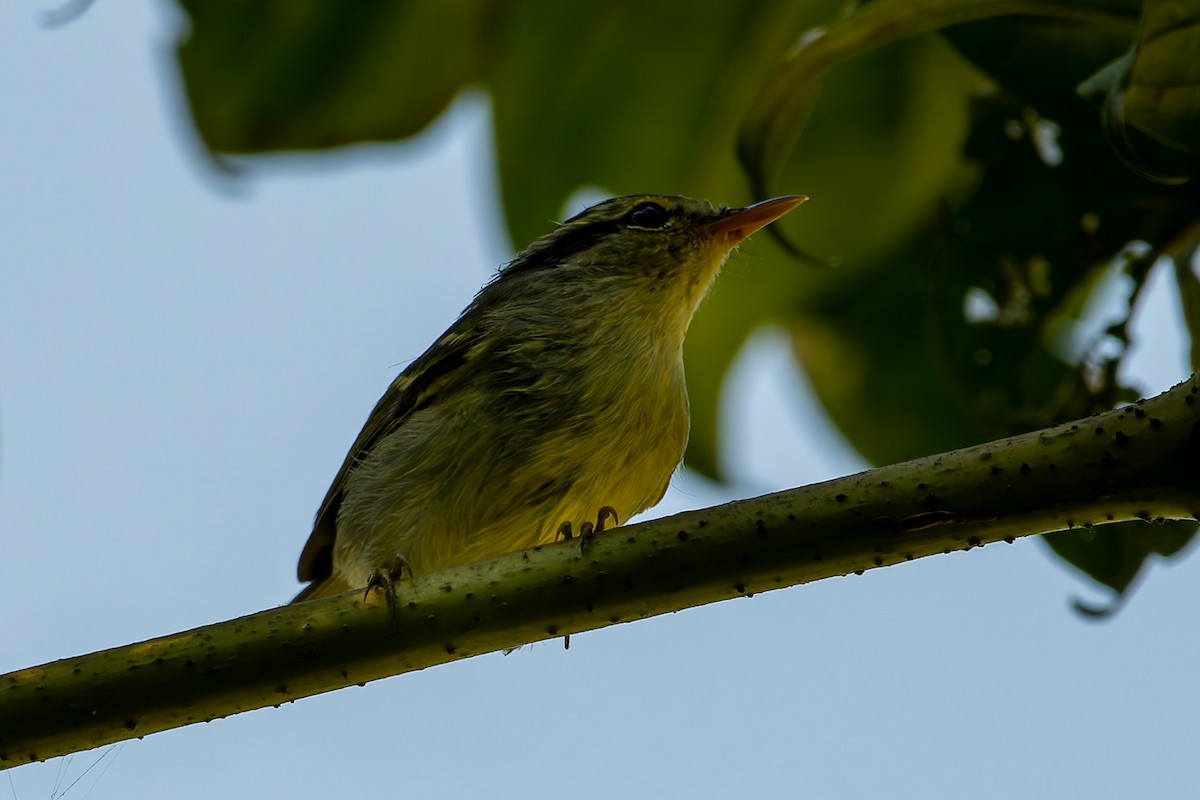 budníček žlutavolící - ML646168753