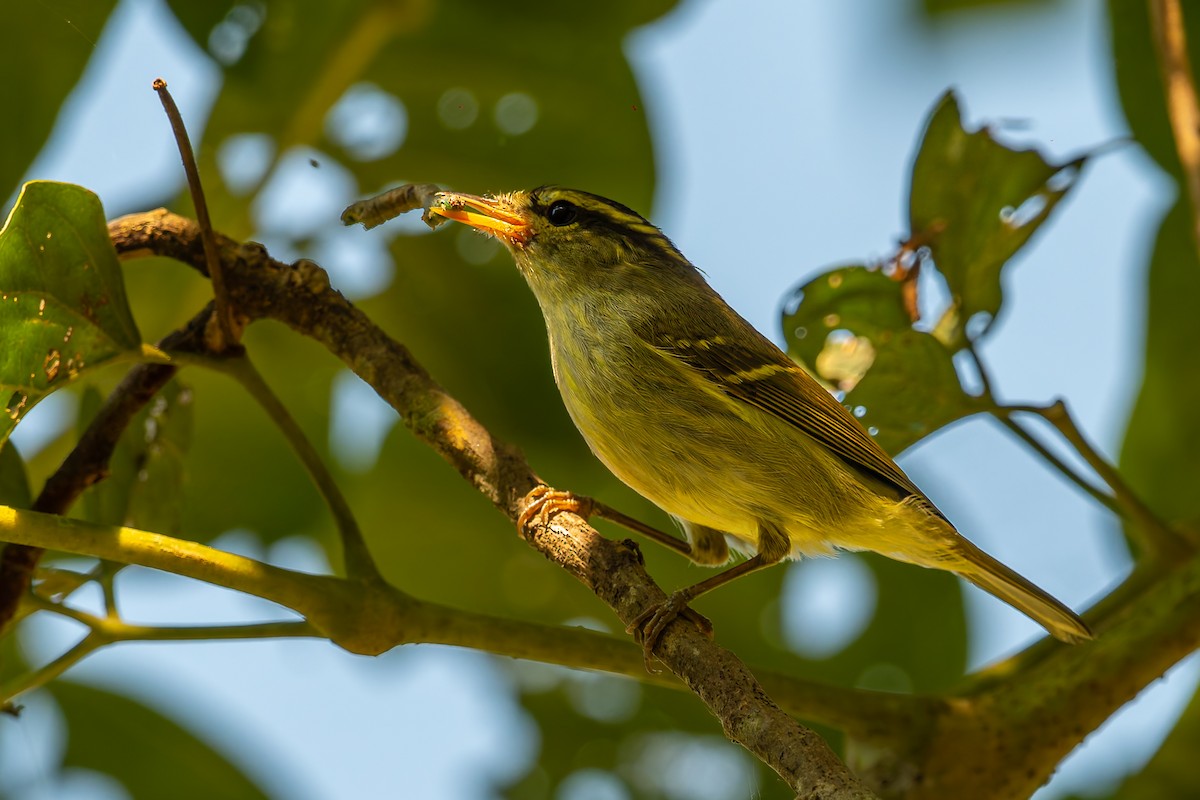 budníček žlutavolící - ML646168754