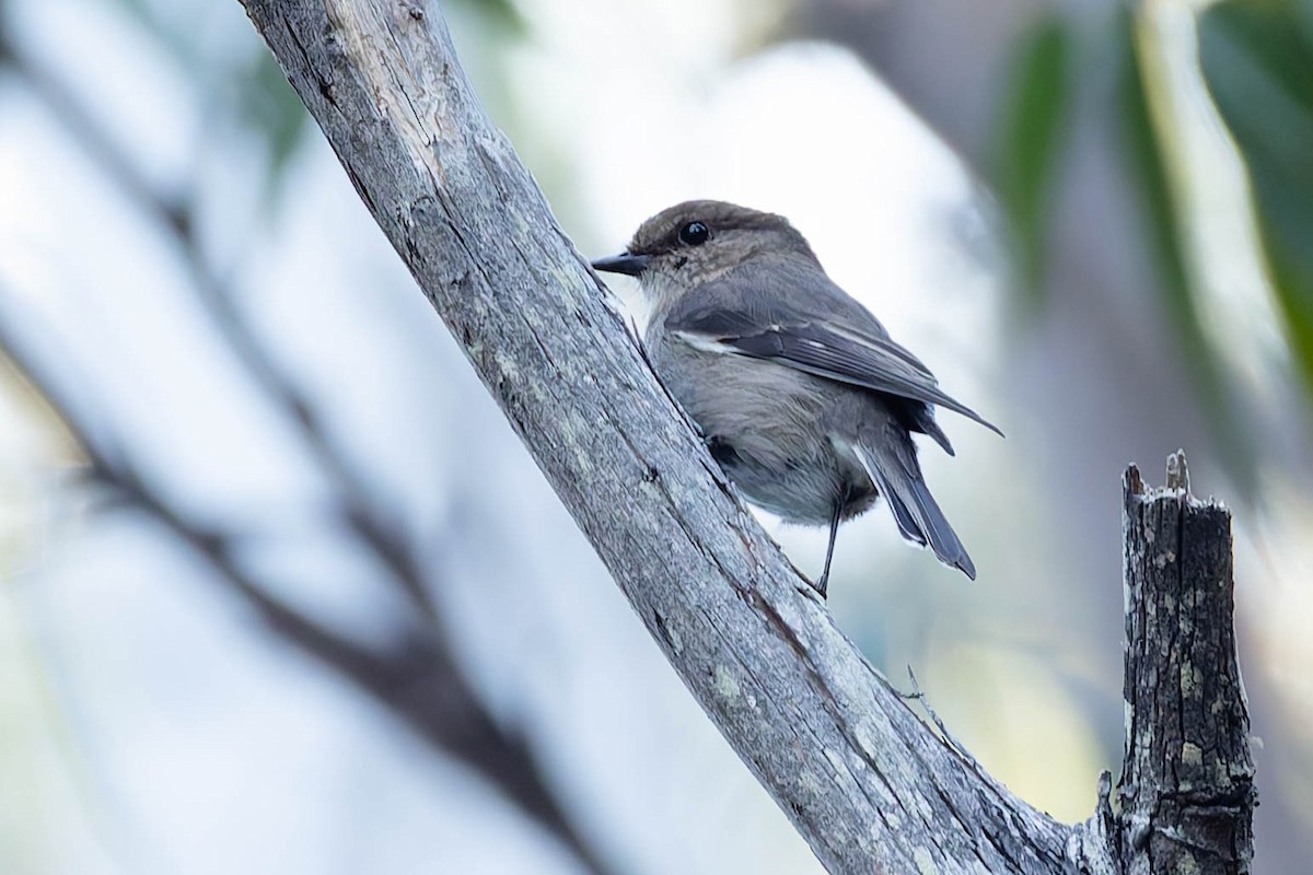 lejsčík tasmánský - ML646168755
