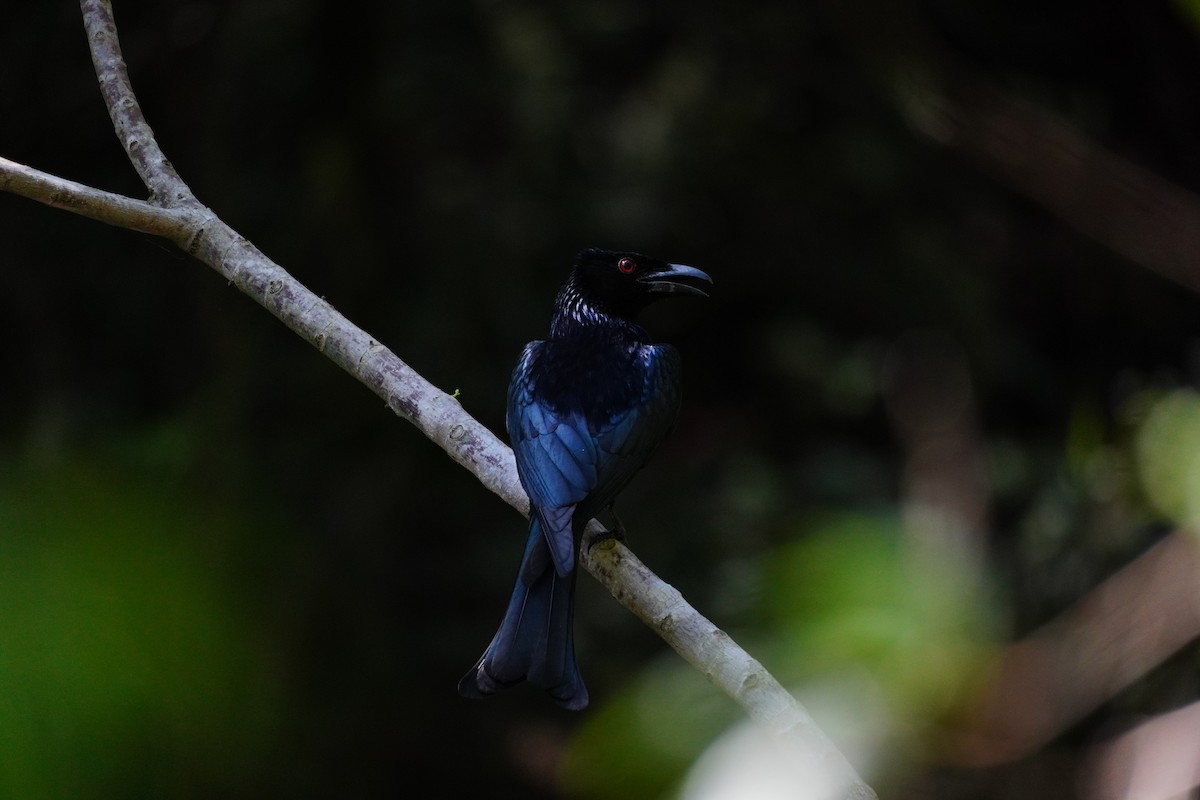 drongo vločkoprsý - ML646168756