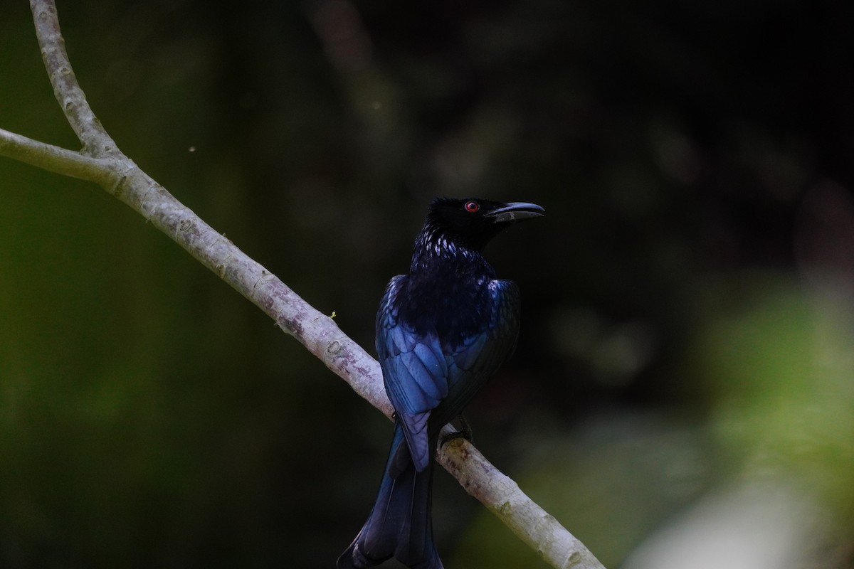 drongo vločkoprsý - ML646168757