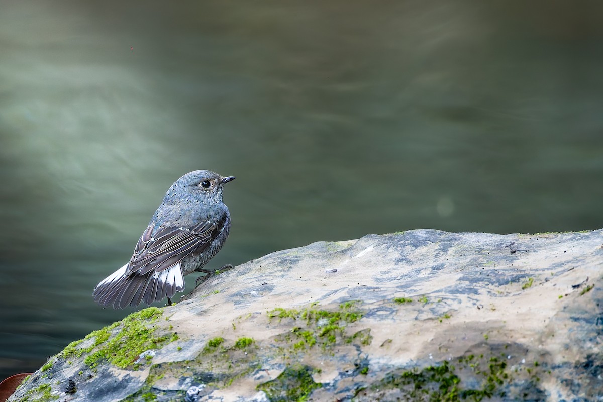 Plumbeous Redstart - ML646168758