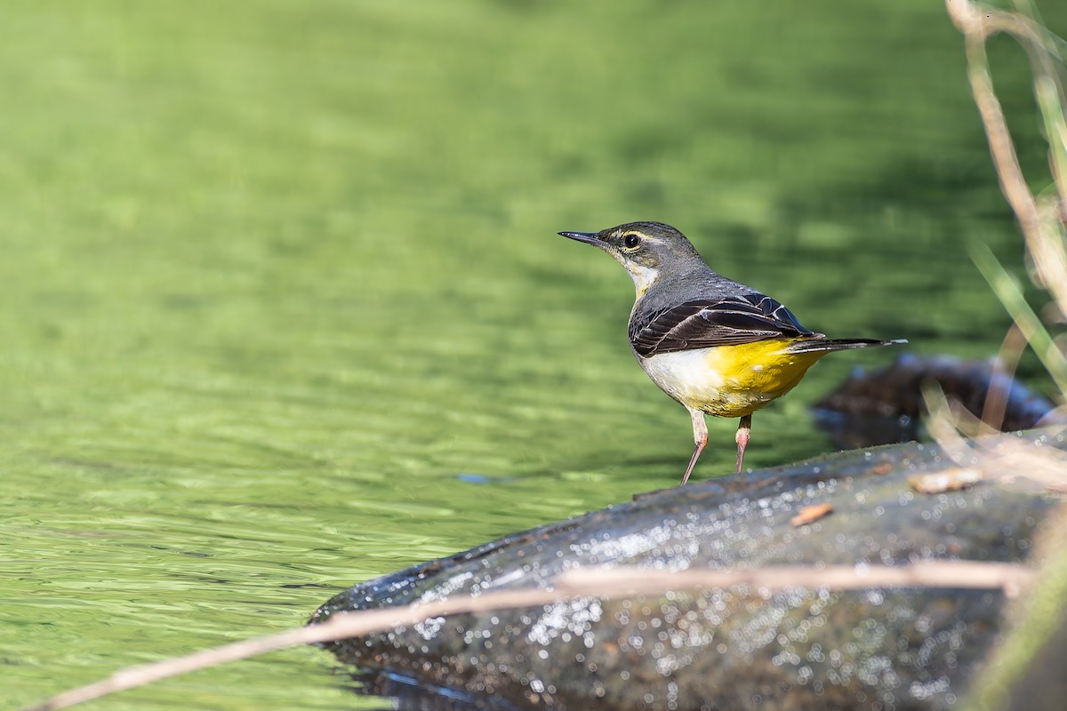 konipas horský - ML646168760