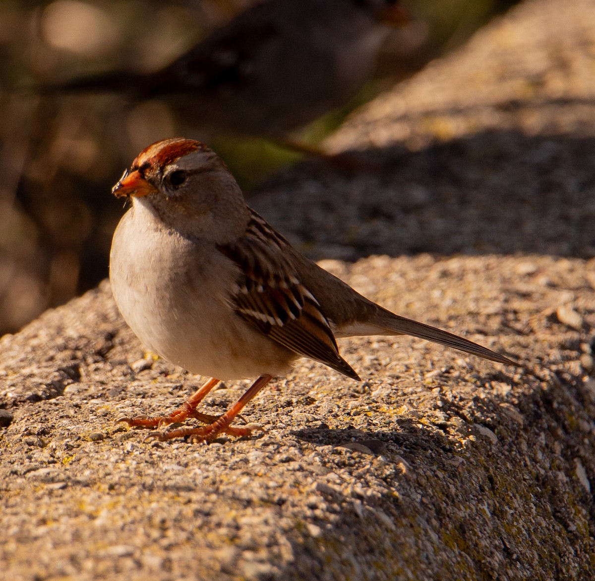 strnadec bělopásý - ML646168761