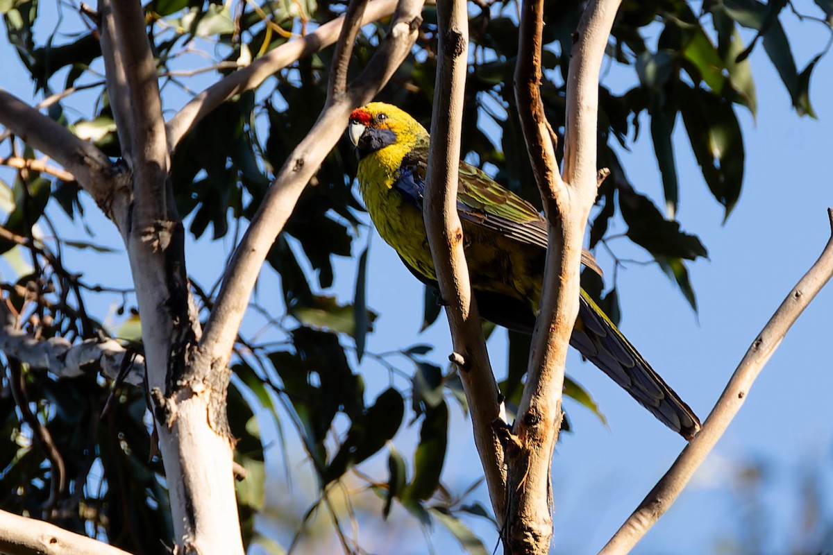 rosela žlutobřichá - ML646168763