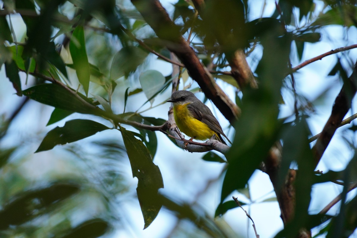 lejsčík žlutý - ML646168764