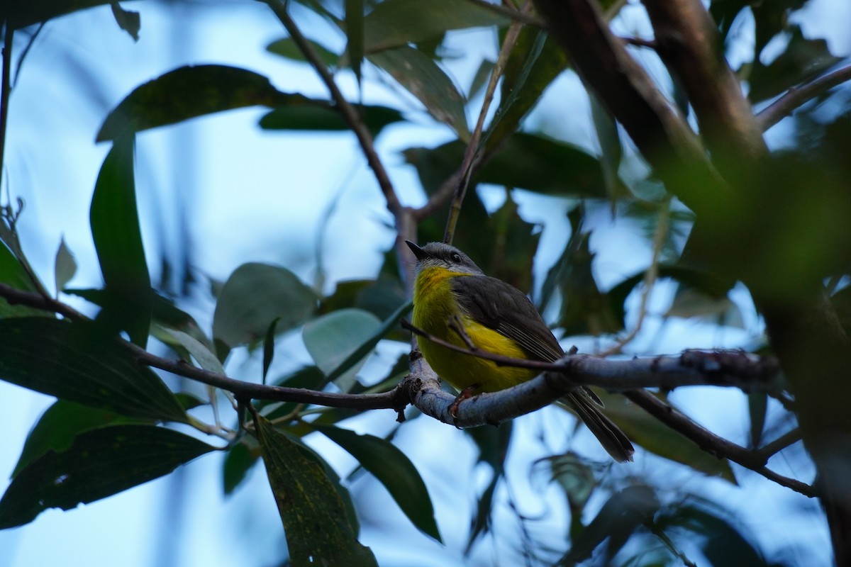 Eastern Yellow Robin - ML646168765