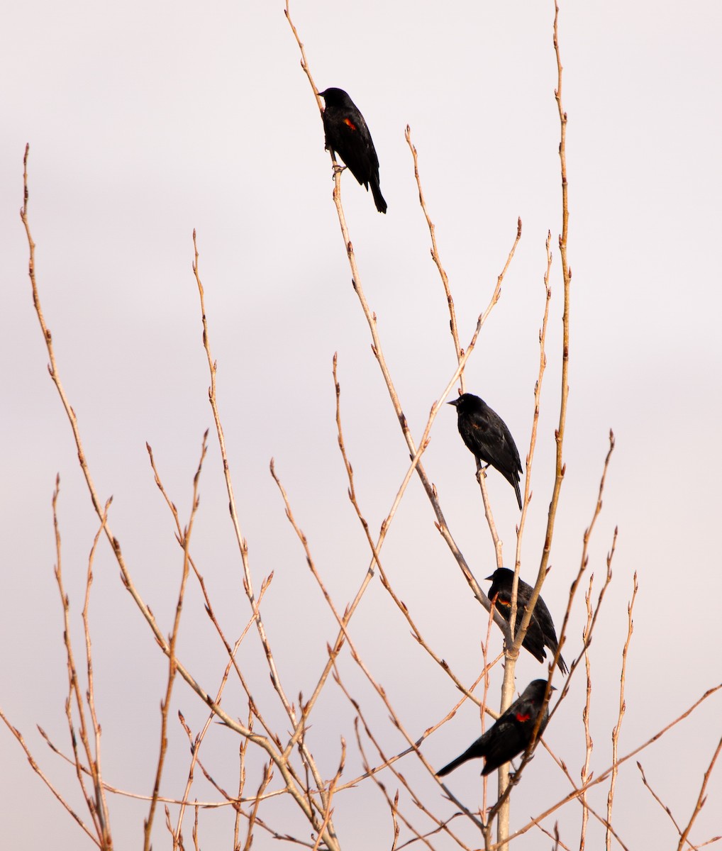 vlhovec červenokřídlý - ML646168766