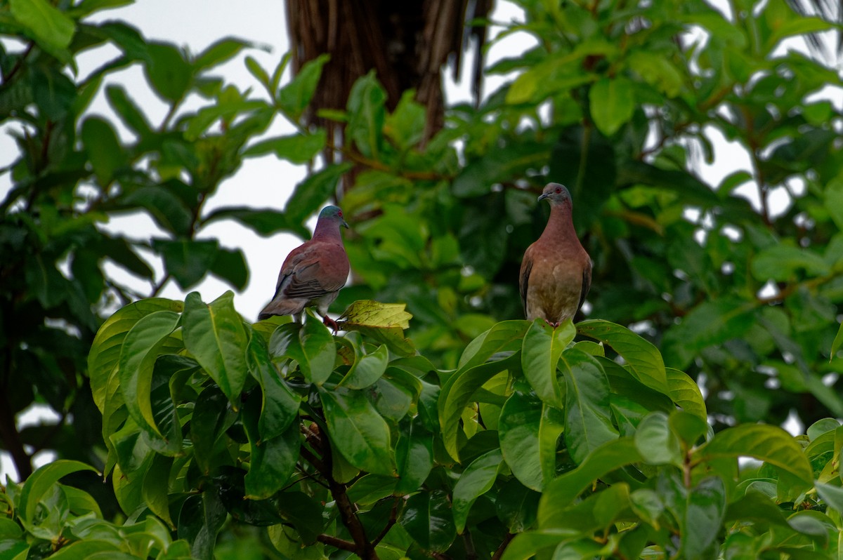 holub neotropický - ML646168767