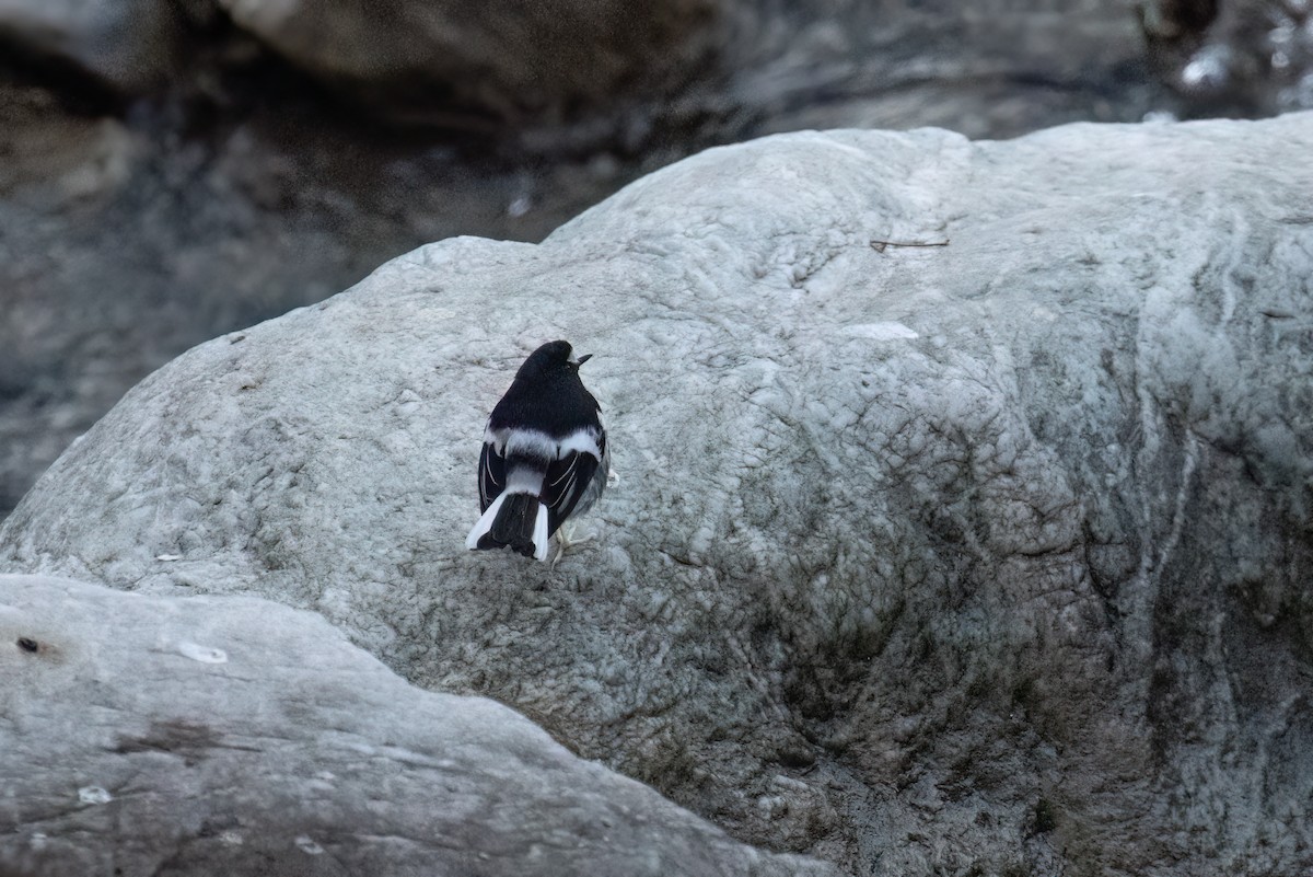 Little Forktail - ML646168768