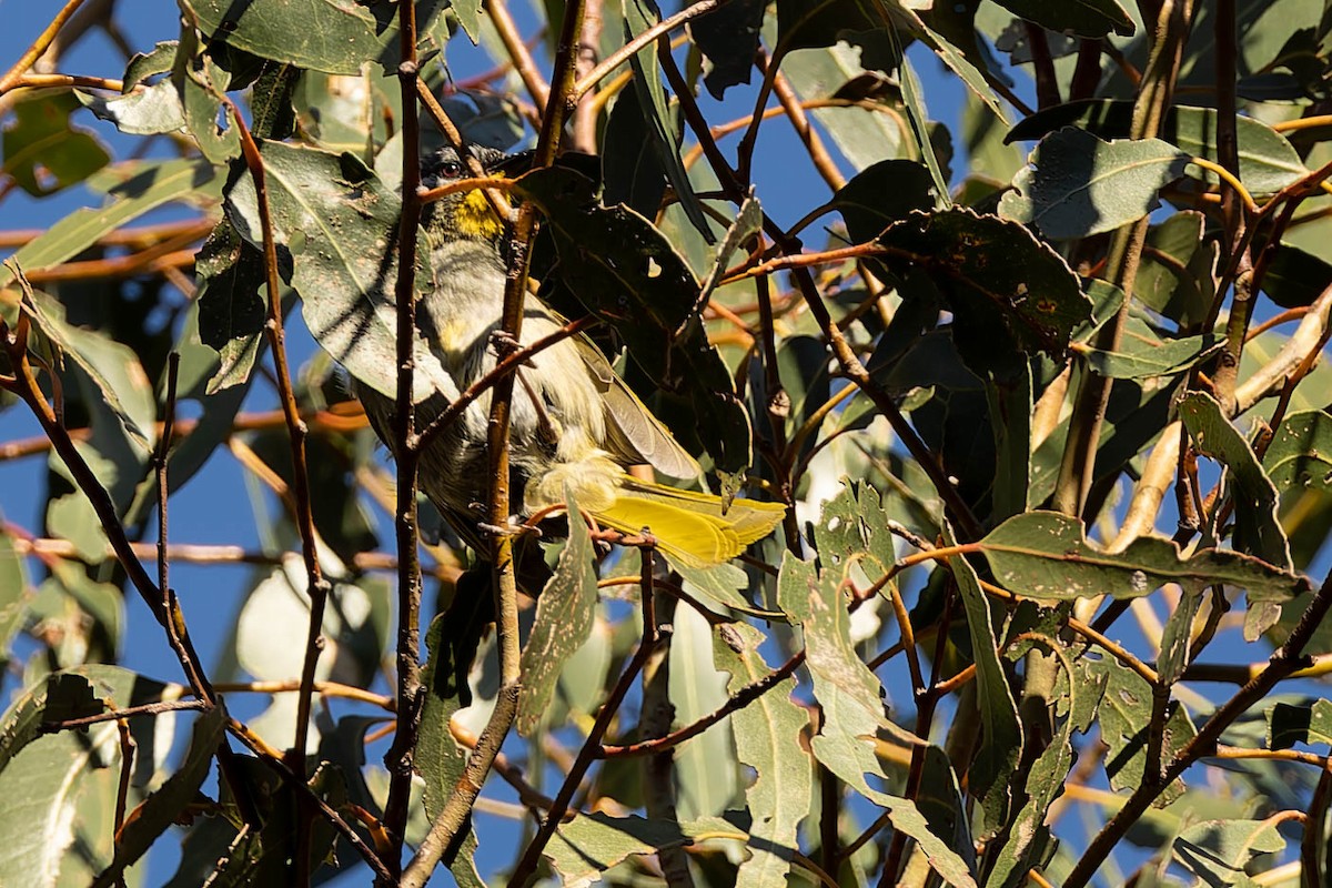 Yellow-throated Honeyeater - ML646168769