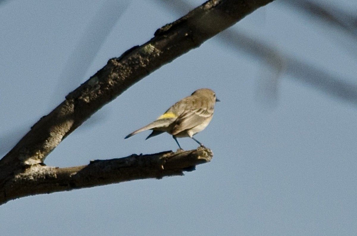 סבכון הכתר - ML646168770