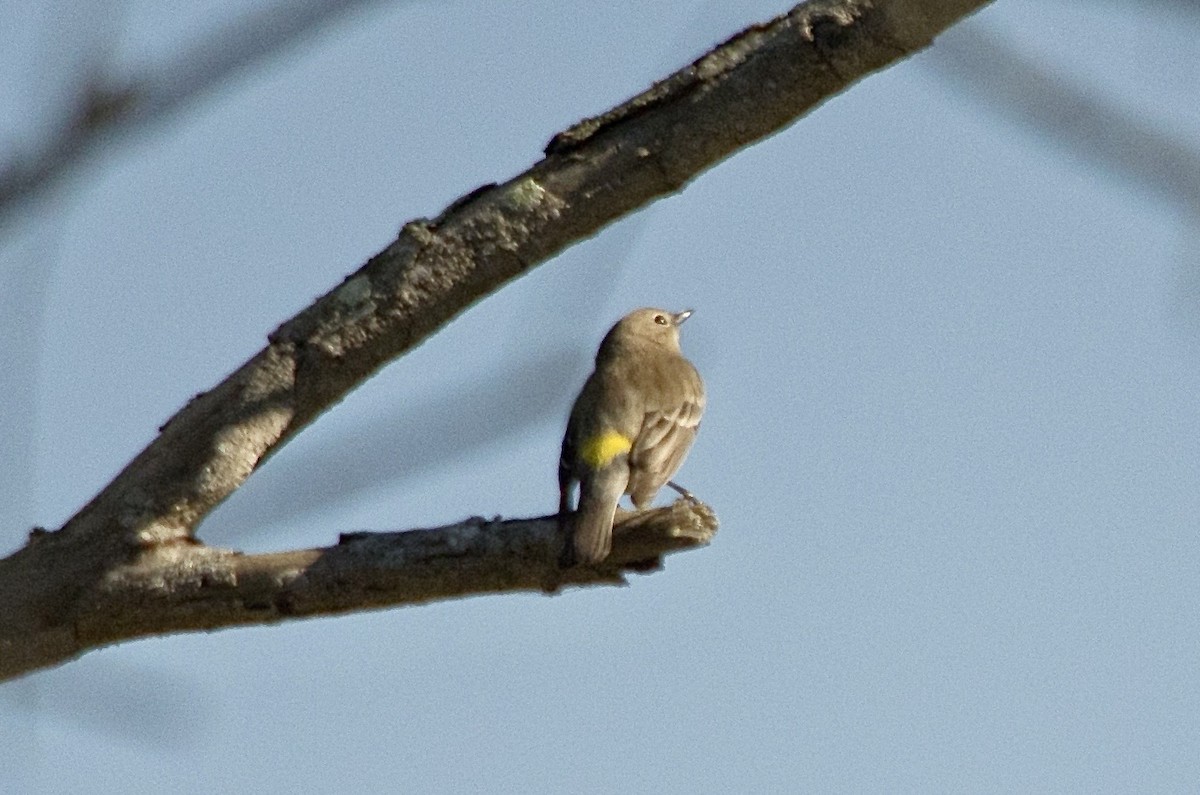 סבכון הכתר - ML646168771