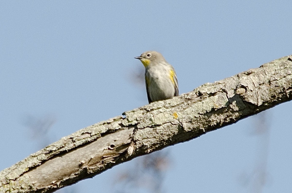 סבכון הכתר - ML646168772
