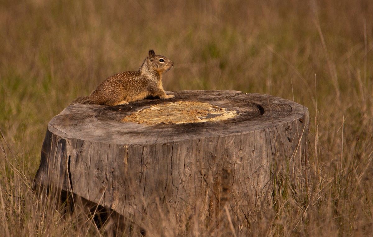 California Ground Squirrel - ML646168773
