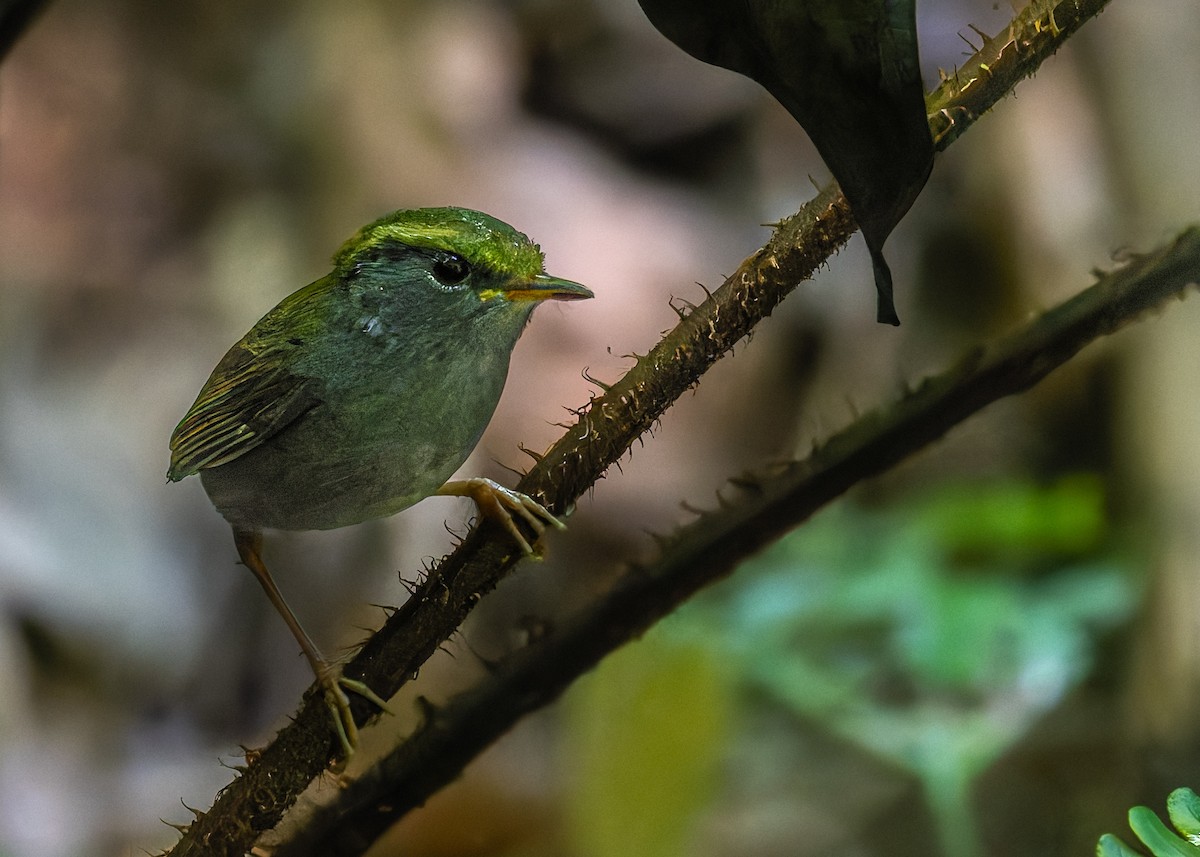 Gray-bellied Tesia - ML646168775