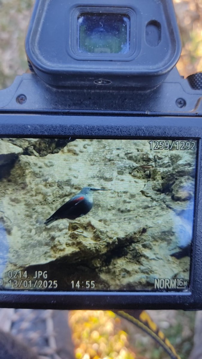 כתלי - ML646168777