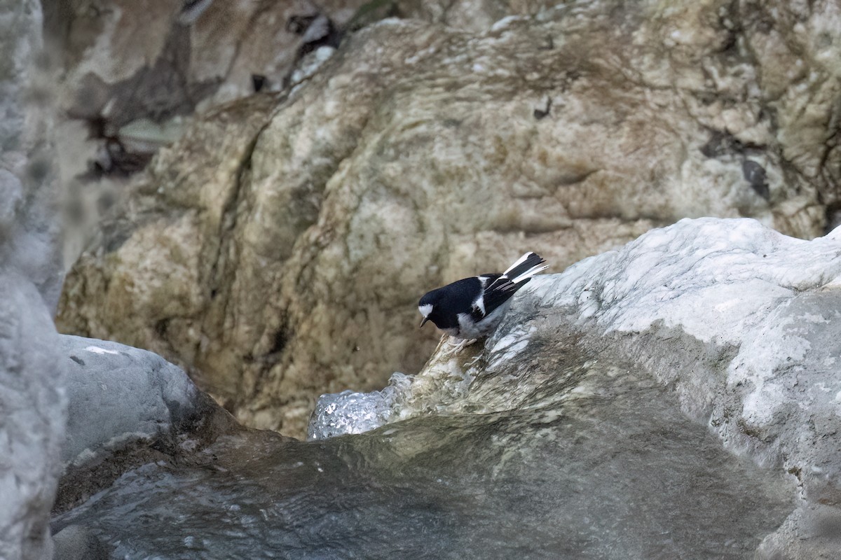 Little Forktail - ML646168783