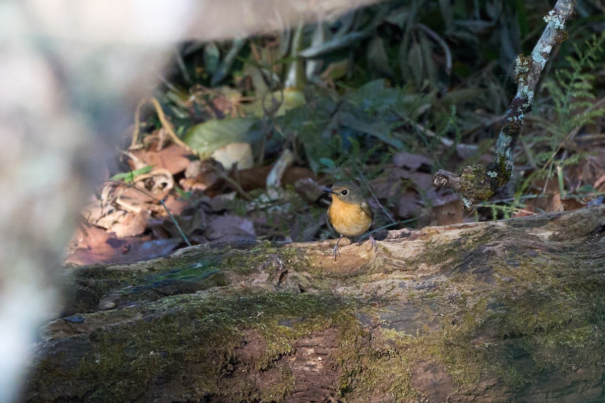 Hill Blue Flycatcher - ML646168785