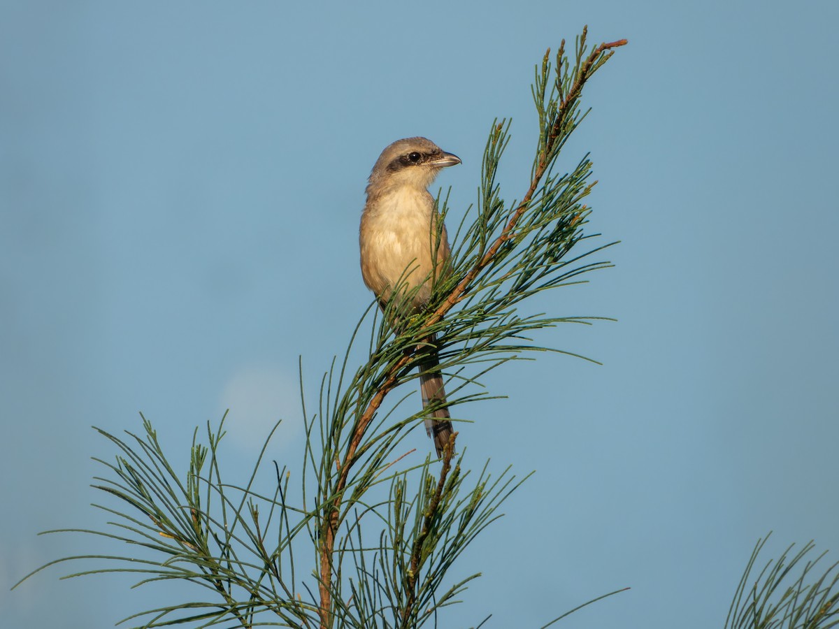 חנקן חלוד-גב - ML646168788