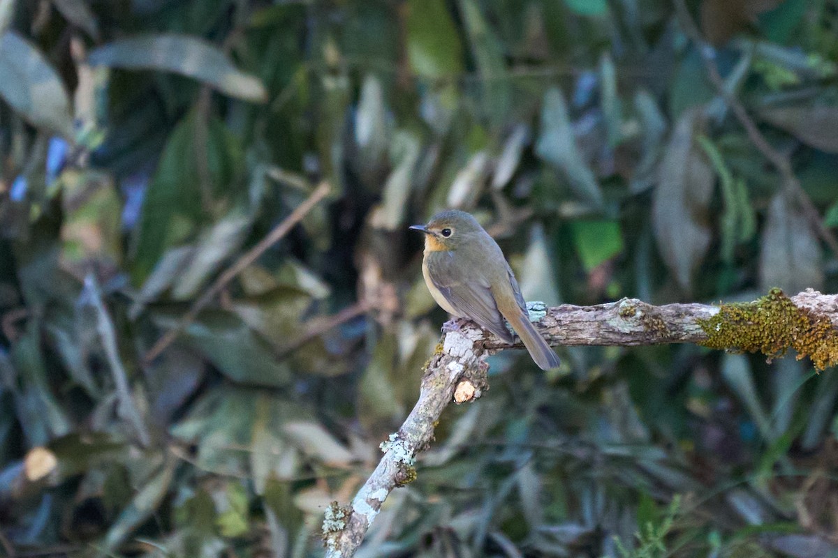 Slaty-backed Flycatcher - ML646168789