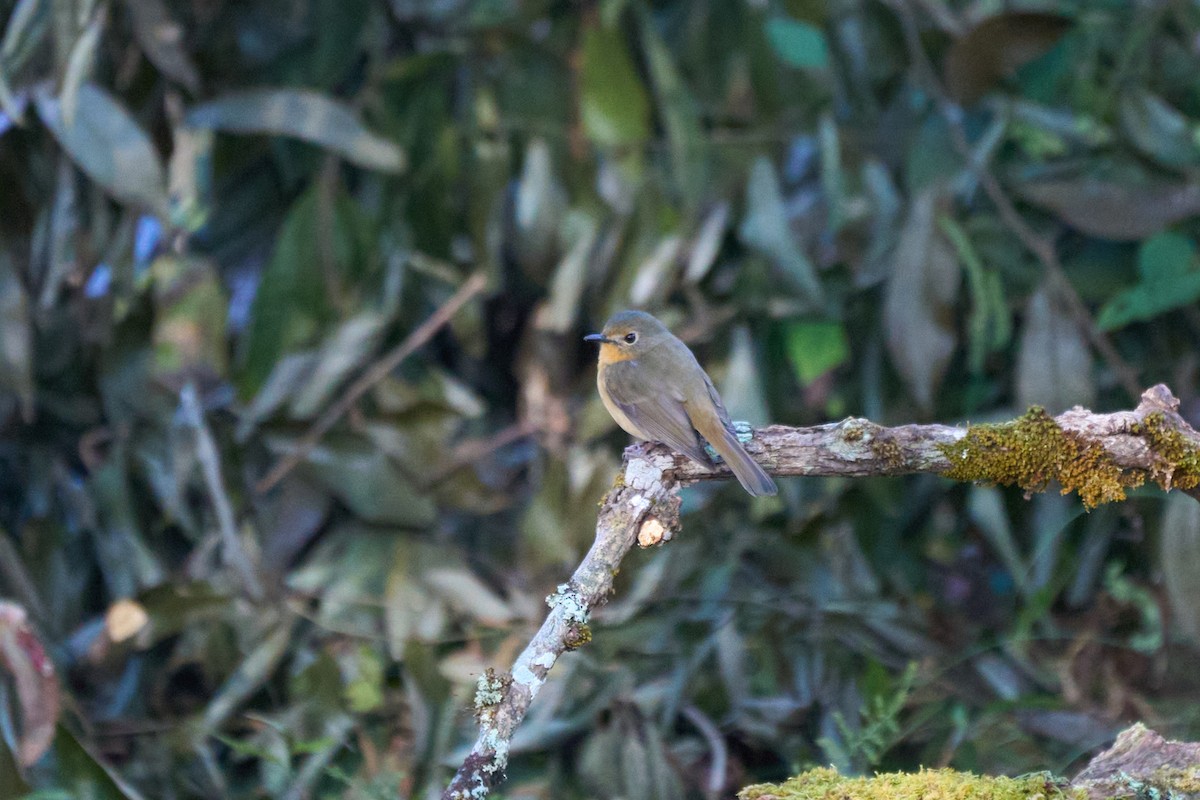 Slaty-backed Flycatcher - ML646168790