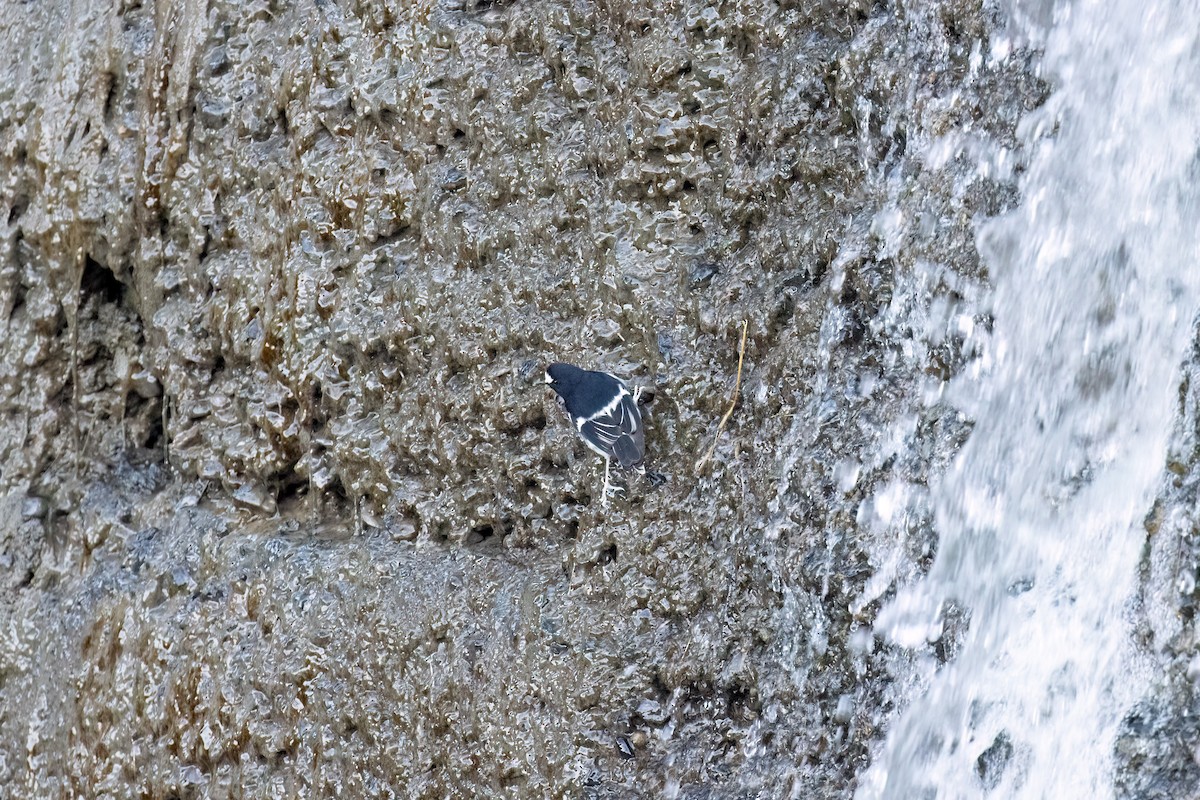 Little Forktail - ML646168791