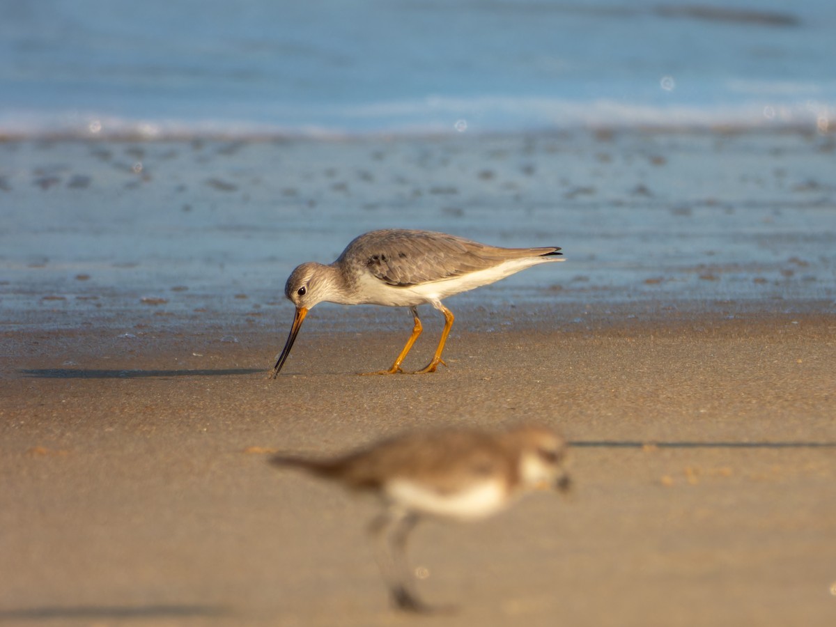 ביצנית אפורה - ML646168792