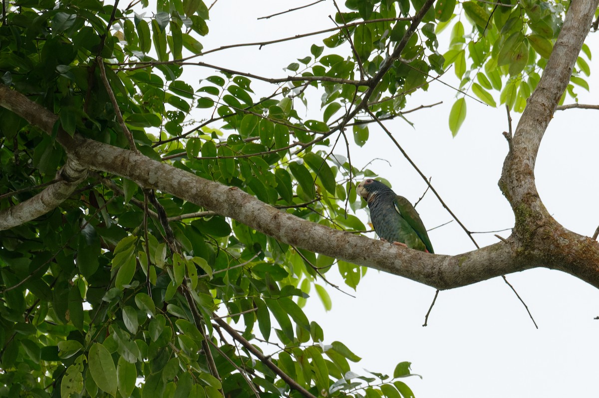 White-crowned Parrot - ML646168794