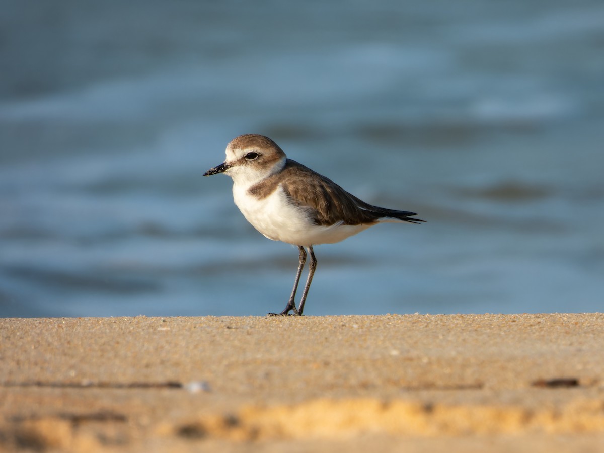 חופמי אלכסנדרי - ML646168795