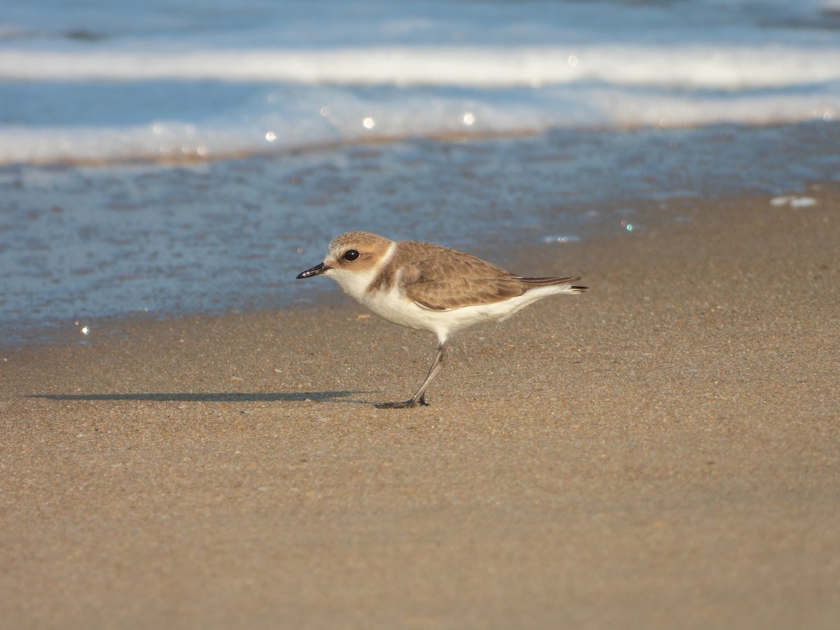 חופמי אלכסנדרי - ML646168796