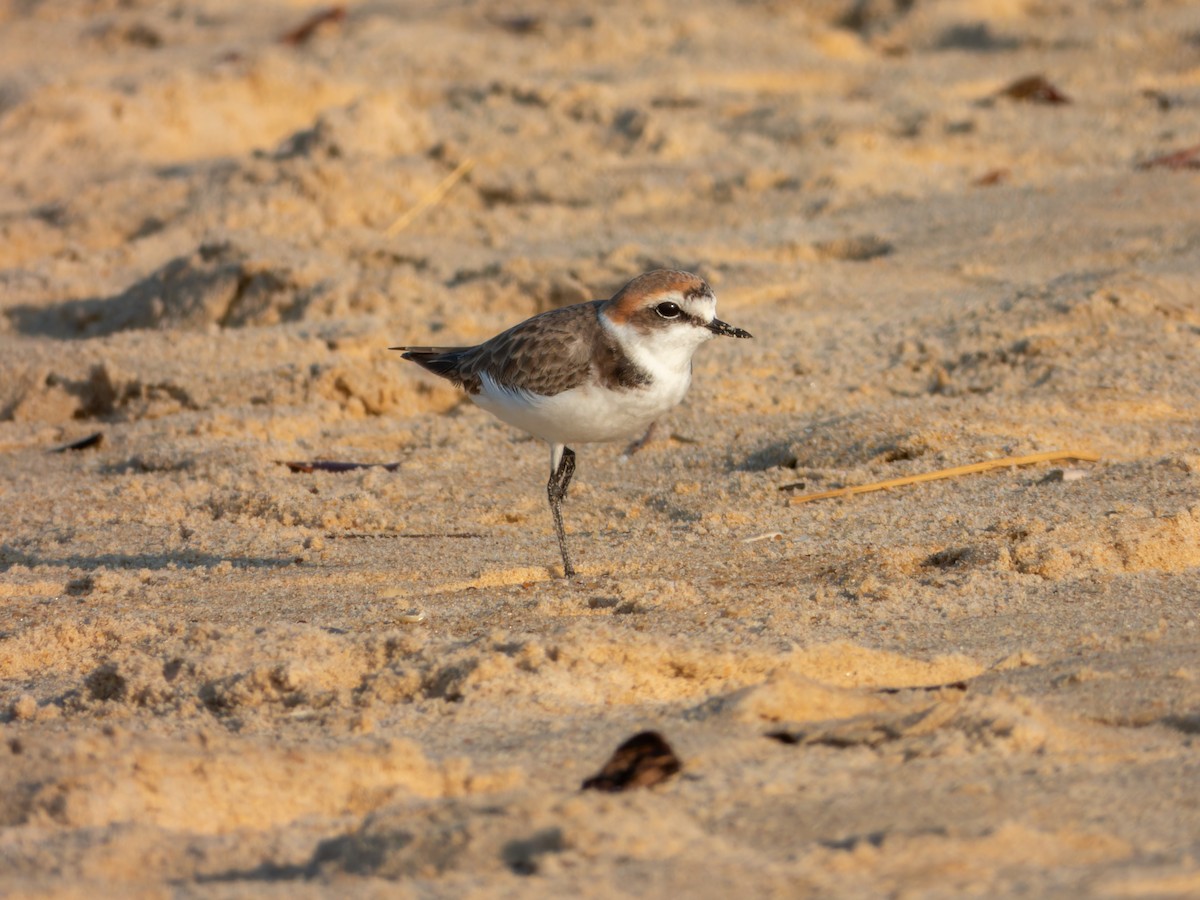 חופמי אלכסנדרי - ML646168797