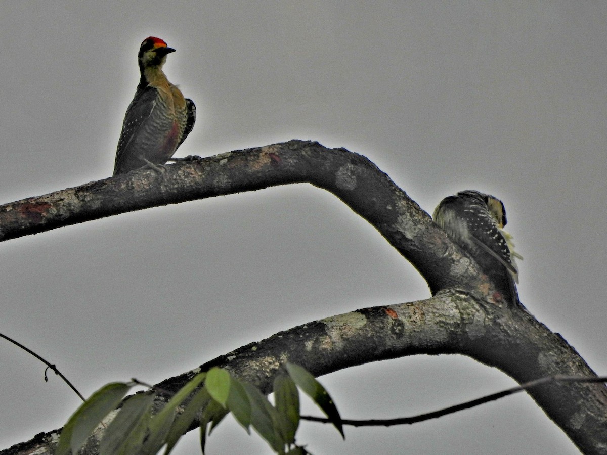 Black-cheeked Woodpecker - ML646168798