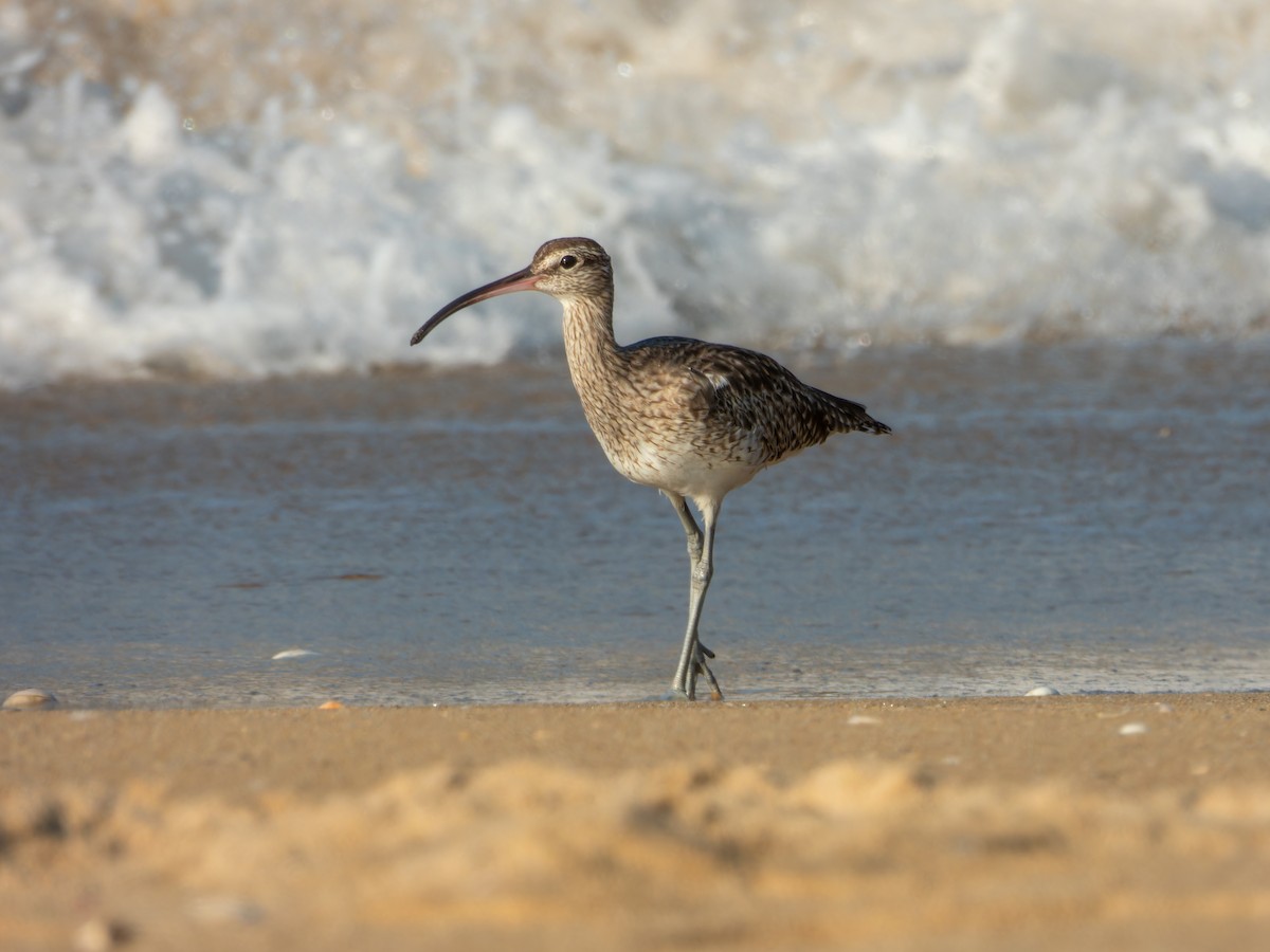 חרמשון קטן - ML646168802