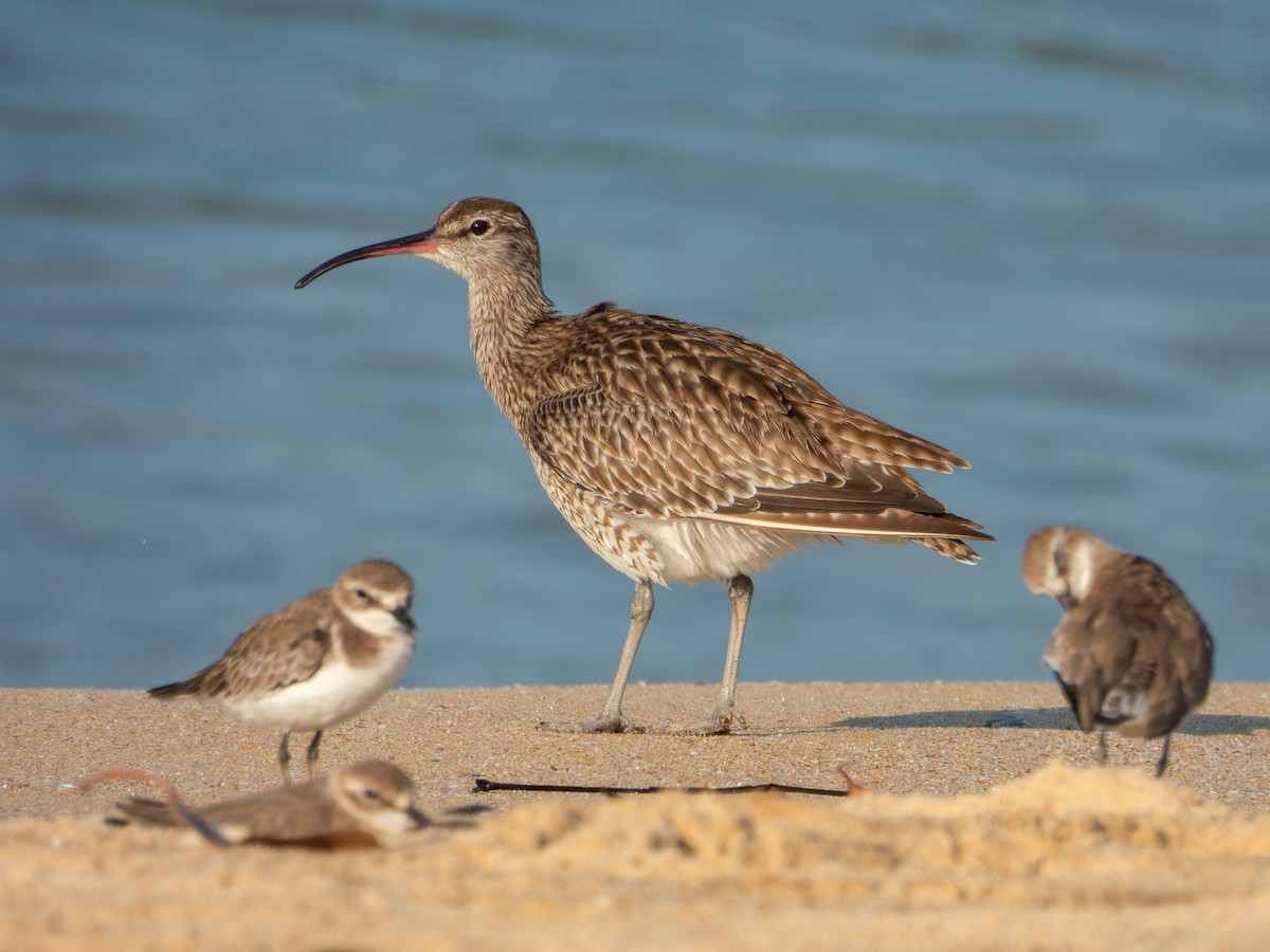 חרמשון קטן - ML646168803