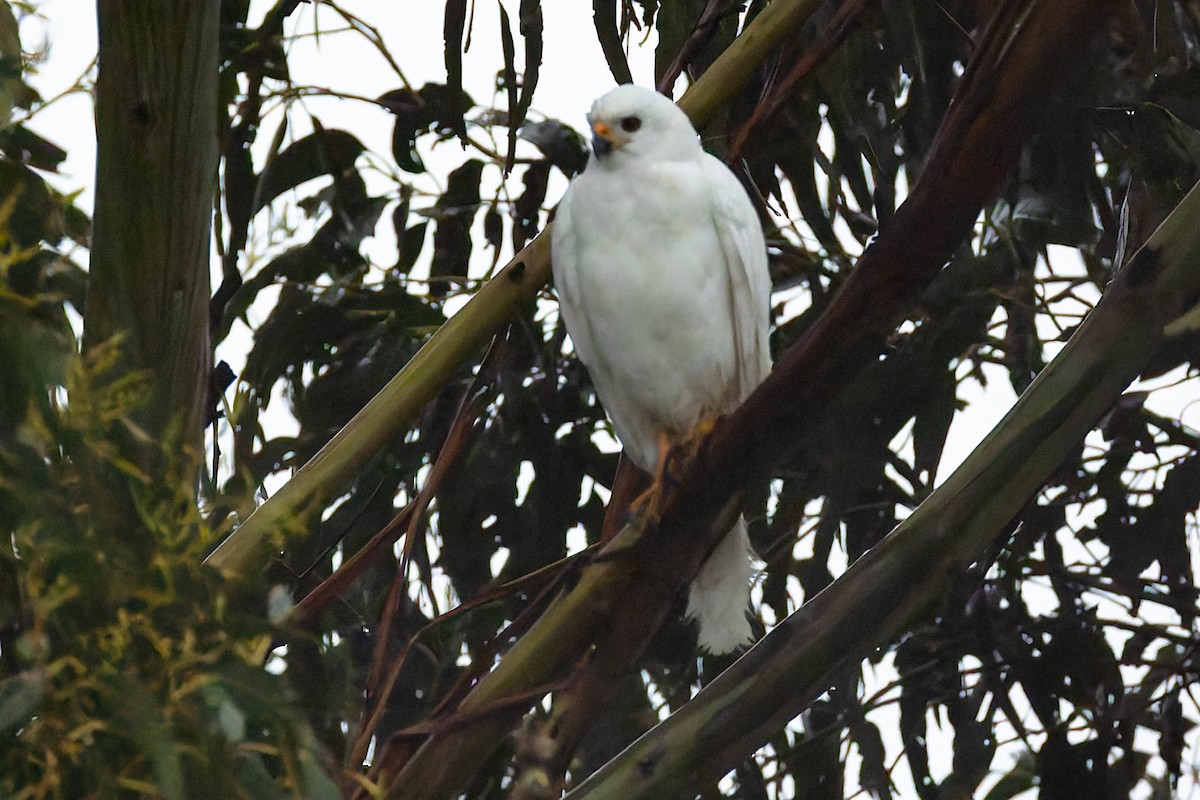 Gray Goshawk - ML646168806