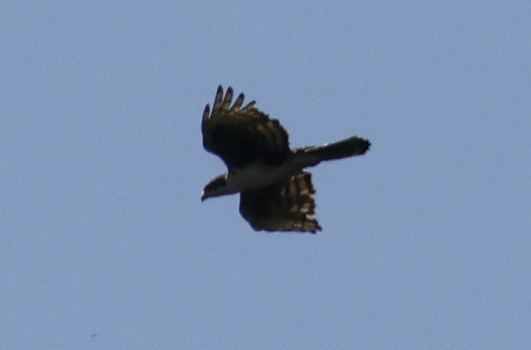 Cassin's Hawk-Eagle - ML646168812